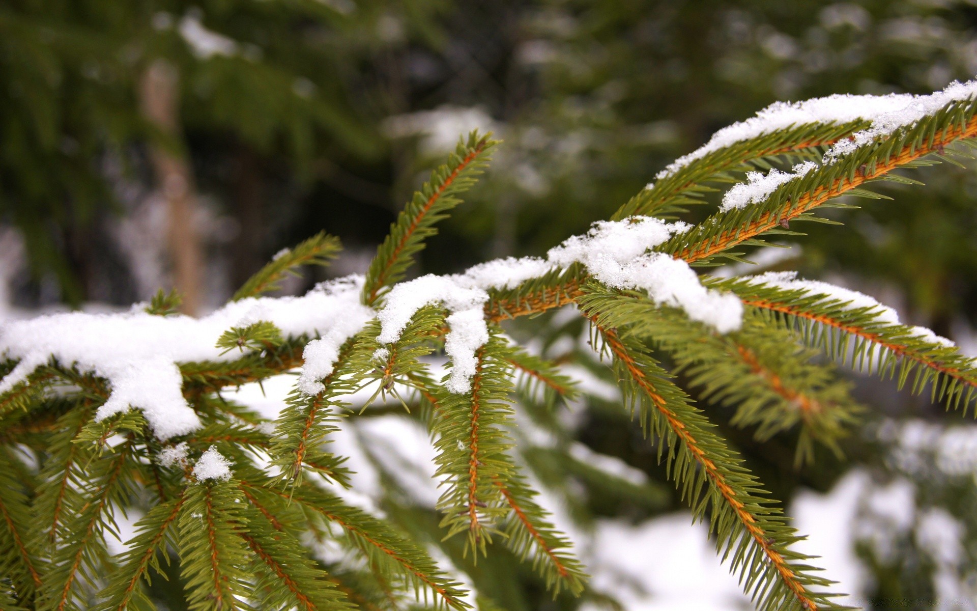 hiver arbre nature saison noël branche pin à l extérieur bois aiguille gros plan sapin flore neige feuille conifères evergreen épinette gel