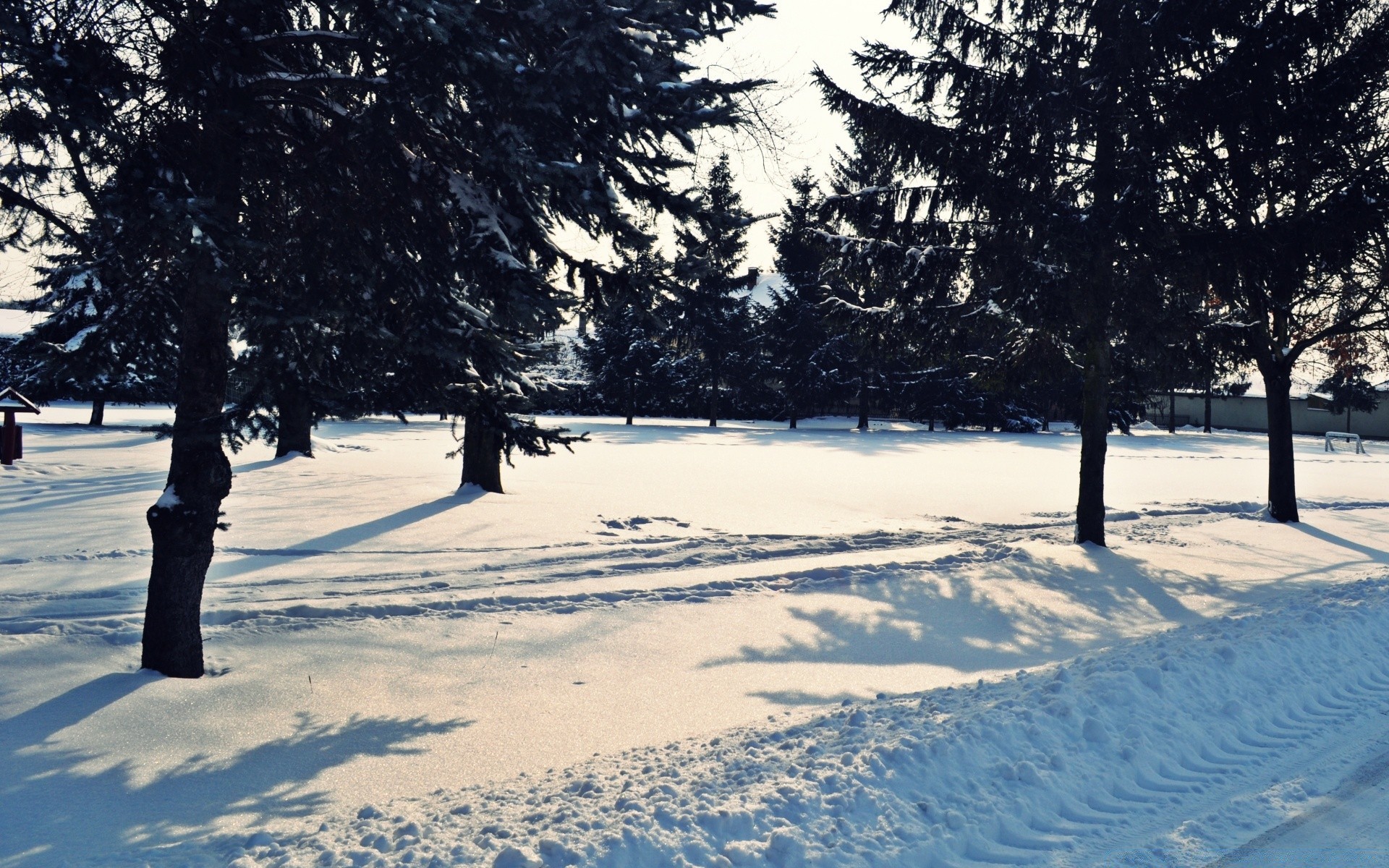 inverno neve albero paesaggio freddo stagione congelato gelo meteo ghiaccio legno scenic parco ramo tempesta di neve scena nevoso