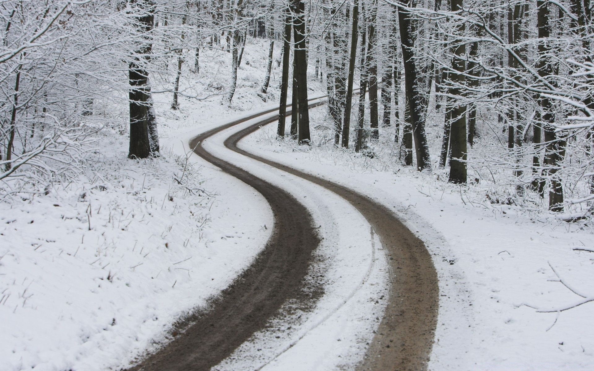 winter schnee kalt frost eis holz gefroren baum straße landschaft saison wetter guide track natur landschaftlich verschneit schnee-weiß im freien