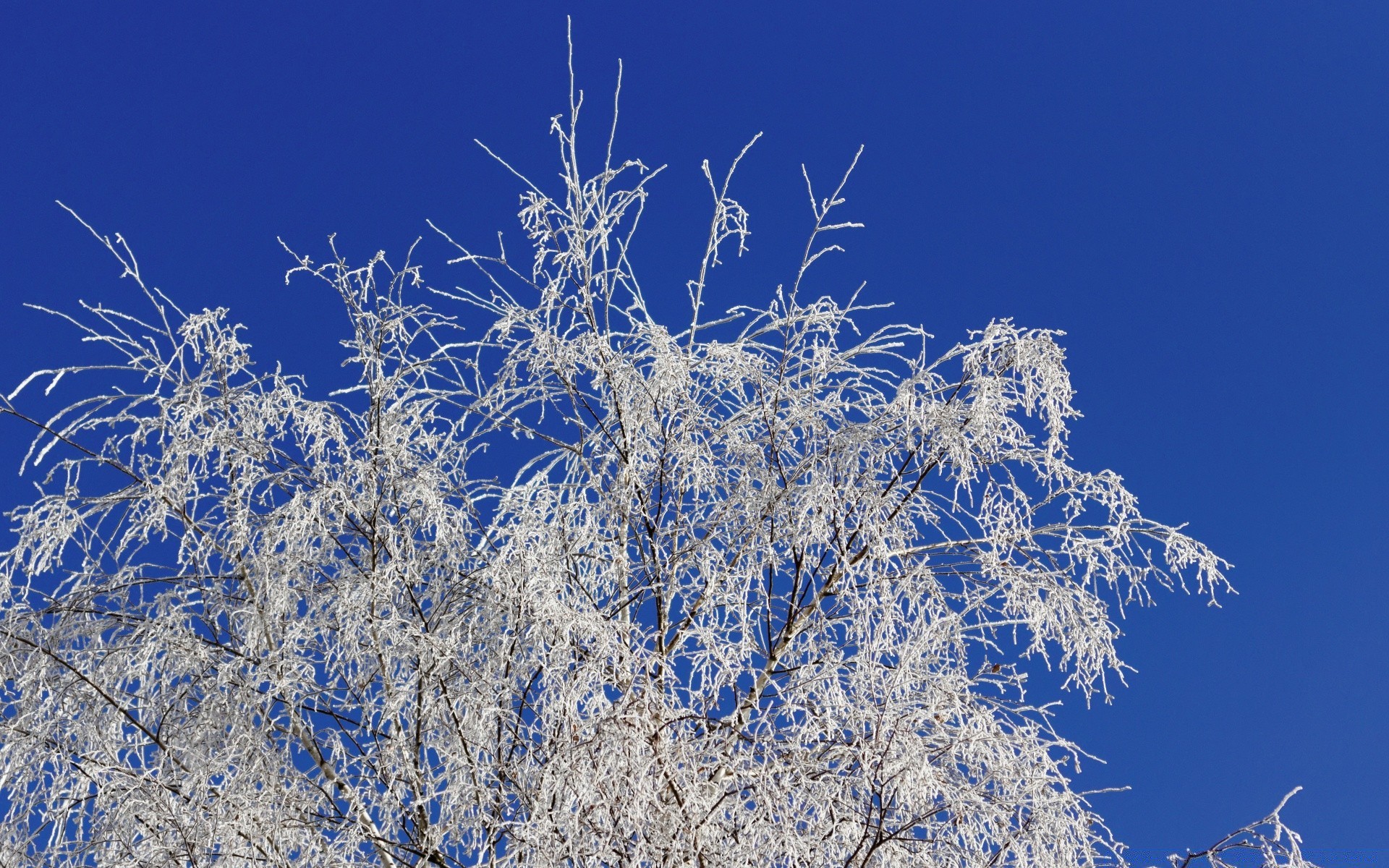 winter baum frost schnee natur jahreszeit kälte zweig holz landschaft gefroren himmel wetter gutes wetter szene eis im freien flora hell