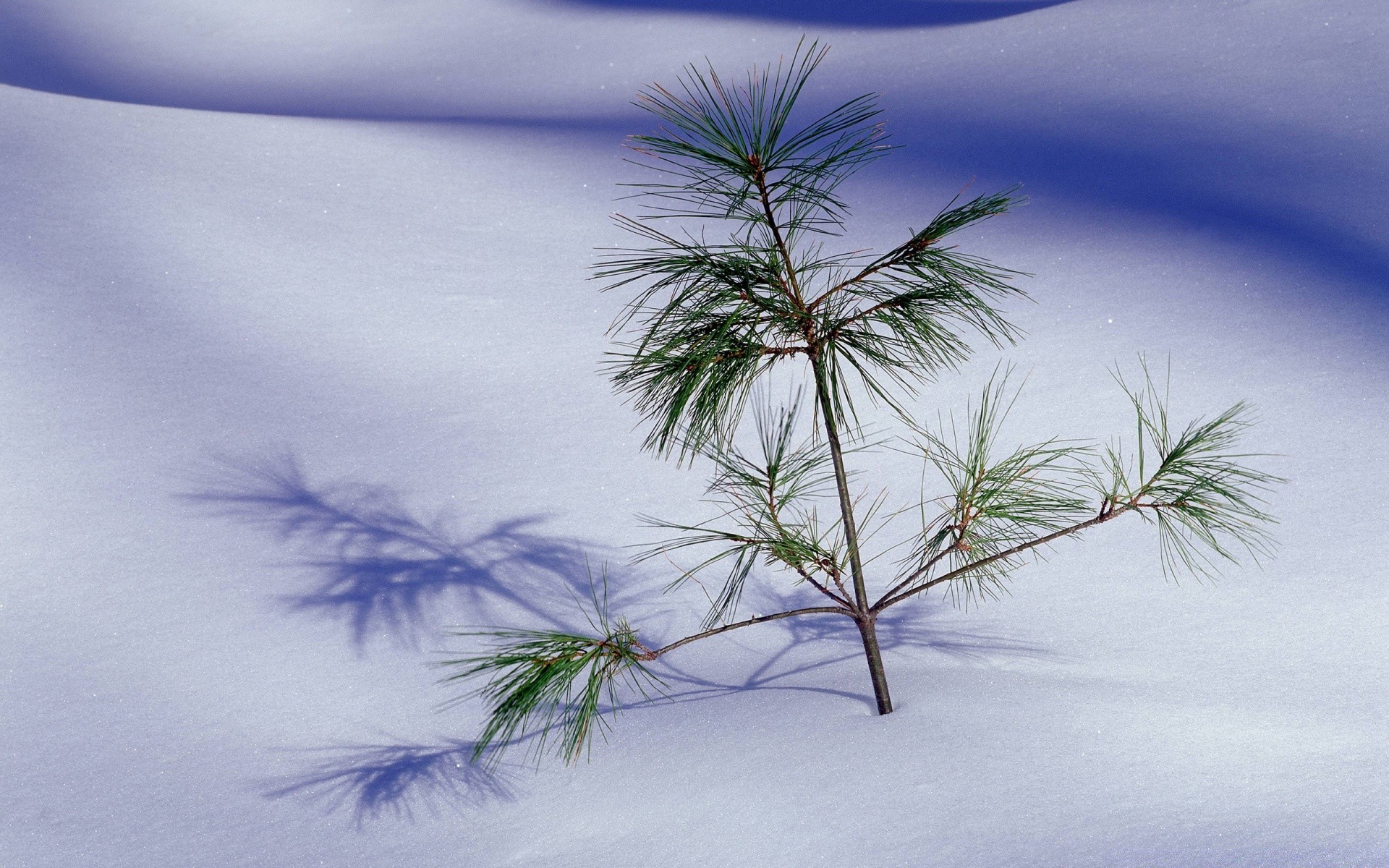 hiver arbre nature bureau paysage plage ciel à l extérieur bois océan flore été branche mer belle couleur eau feuille