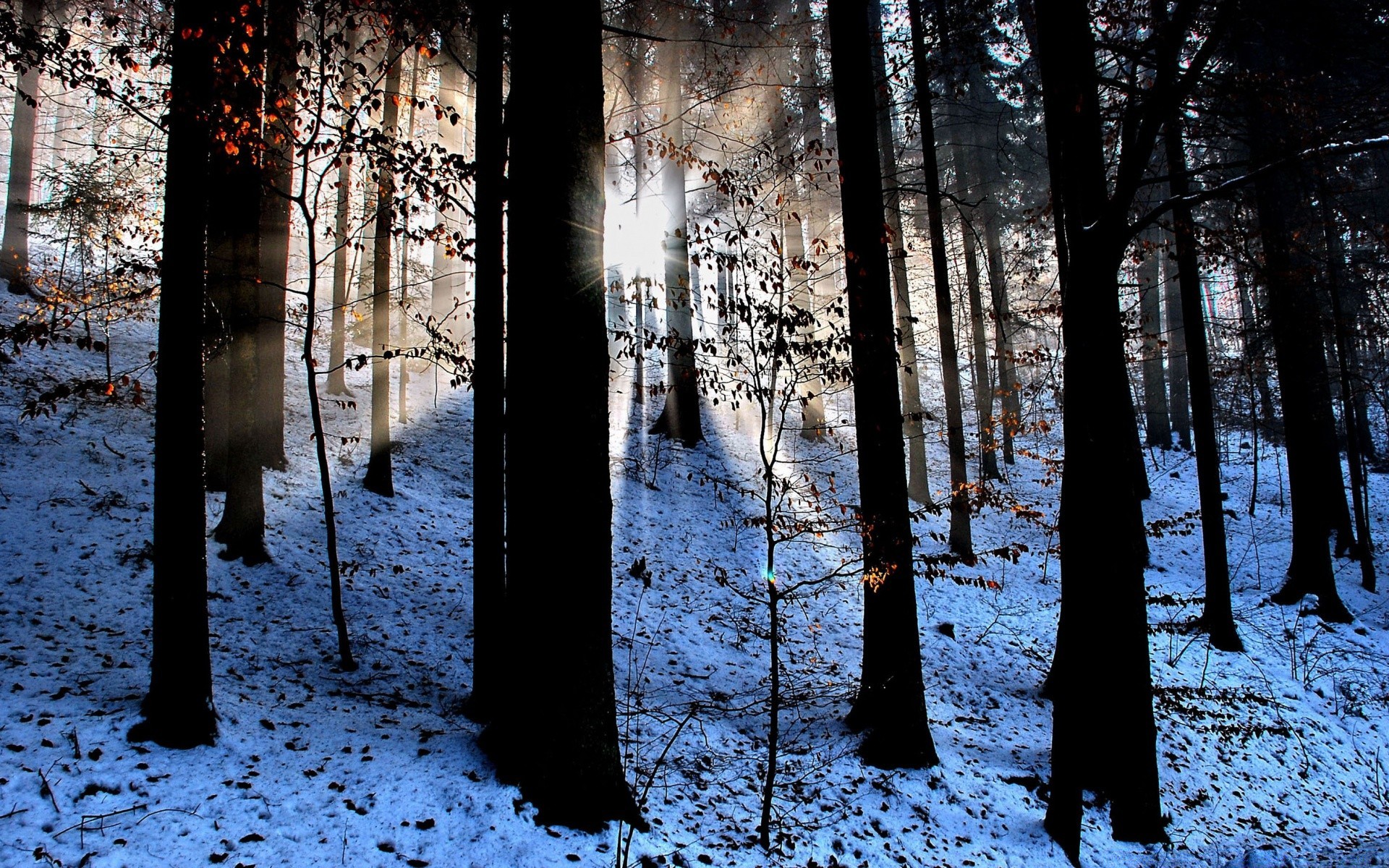 hiver neige bois bois brouillard paysage froid lumière ombre brouillard gel aube parc branche météo automne nature