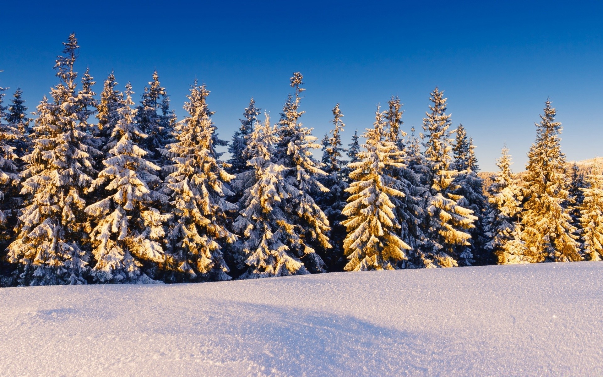 inverno neve legno albero stagione paesaggio gelo scenico evergreen conifere natura all aperto freddo luce del giorno congelato pino montagna scena