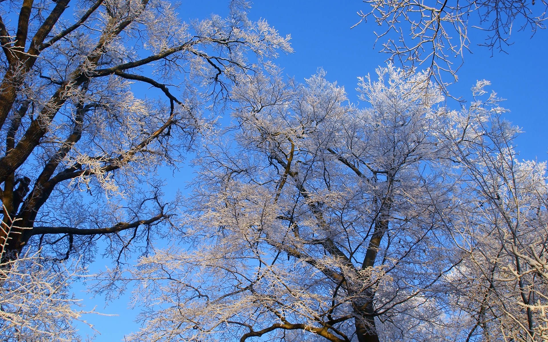 hiver arbre branche saison bois paysage nature parc froid gel scène neige météo scénique clair beau temps paysages lumineux congelés