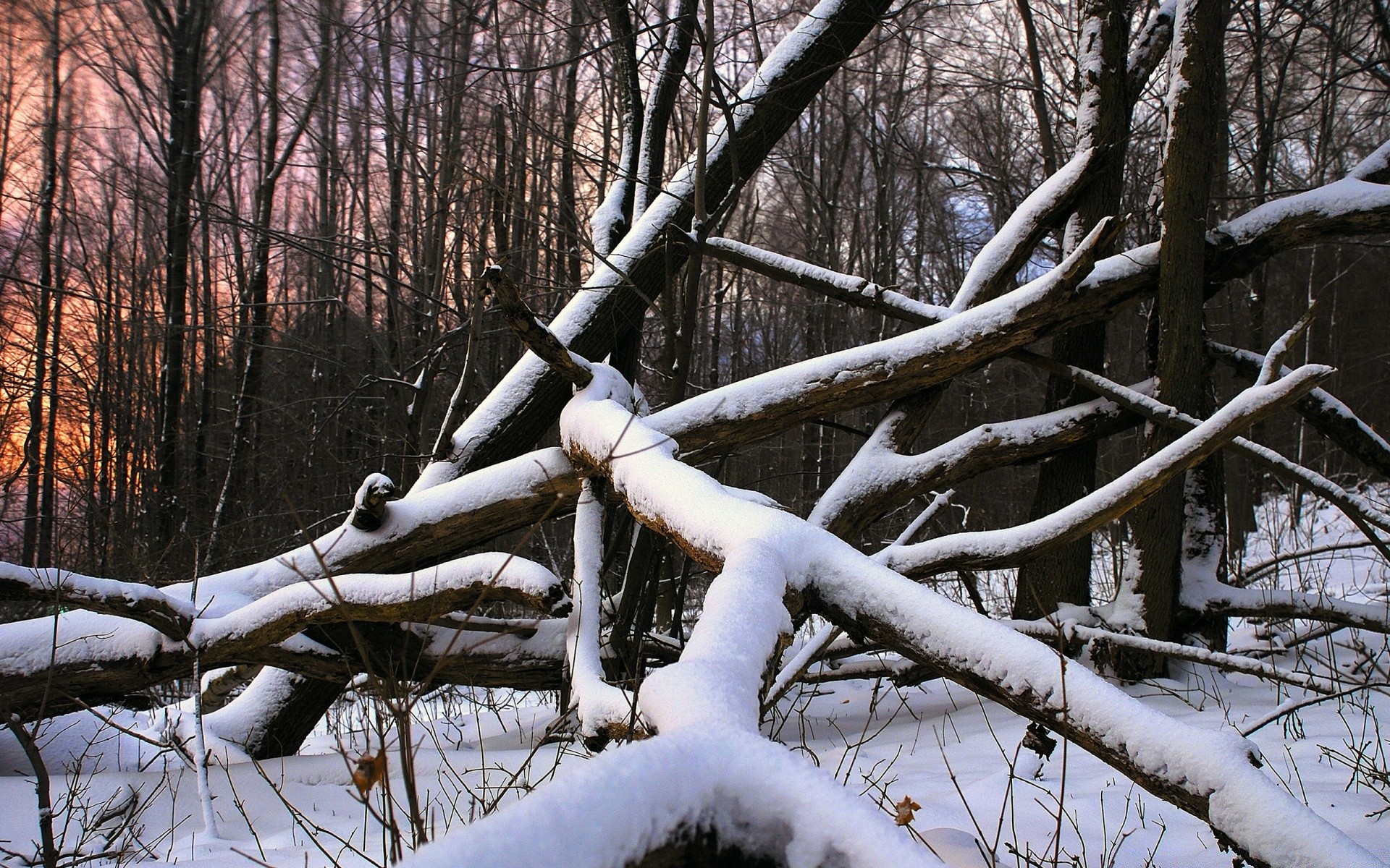 inverno madeira madeira neve frio temporada ramo tempo paisagem geada natureza parque outono ao ar livre congelado cena ambiente gelo cênica