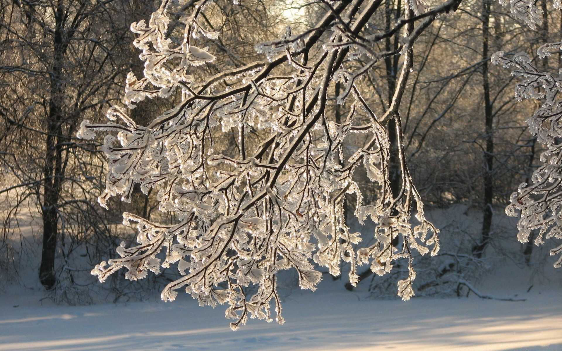 winter tree nature wood snow desktop frost season cold branch