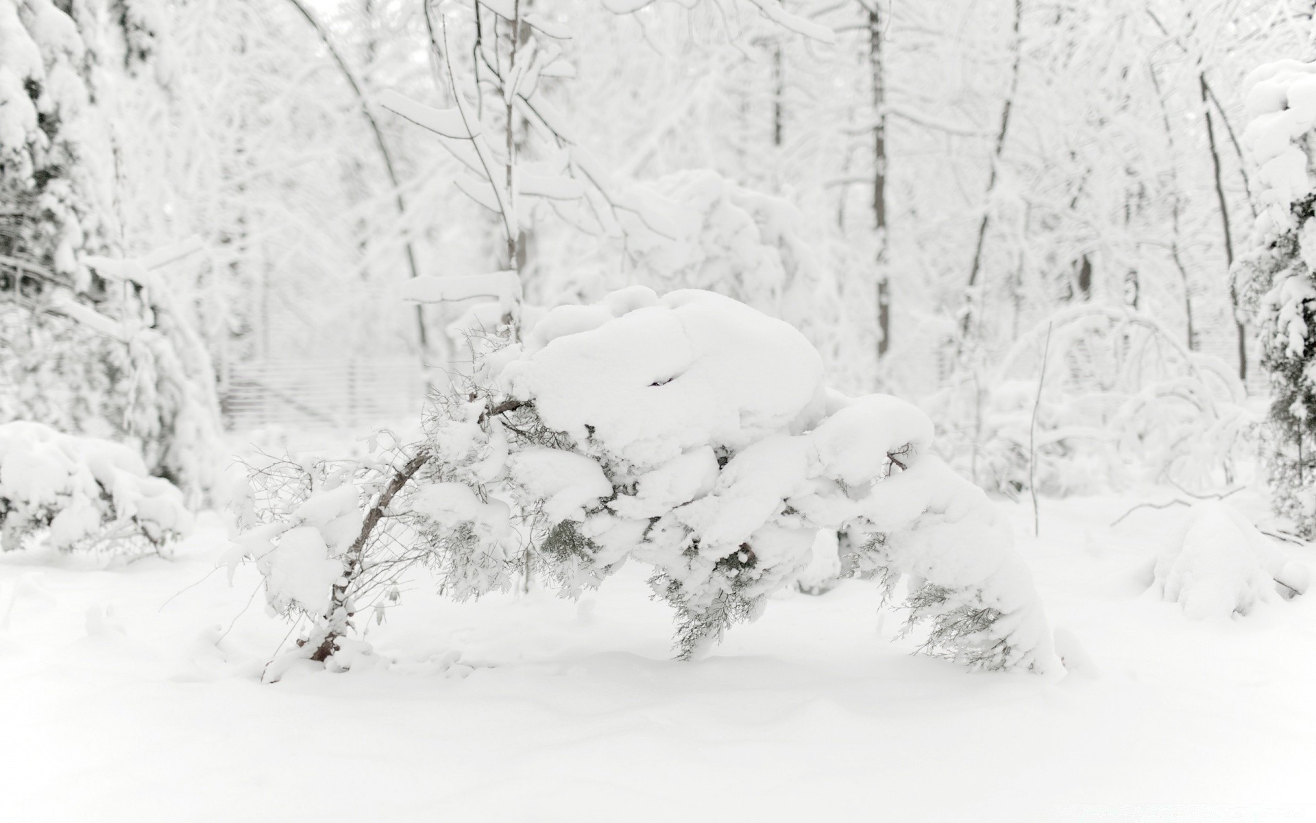 hiver neige froid gel congelé météo tempête de neige glace saison bois bois givré neigeux paysage congère