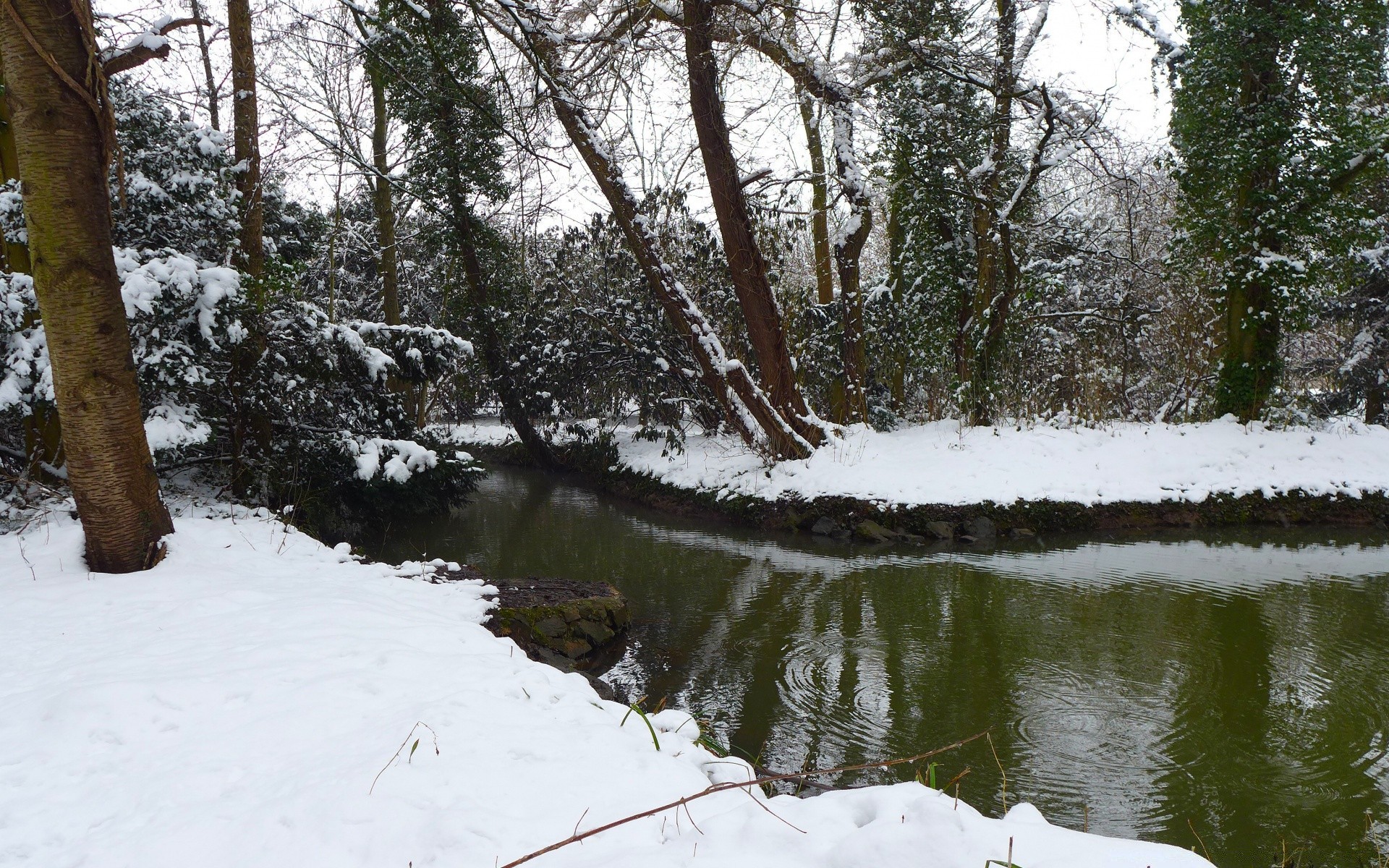 冬季 树木 景观 雪 天气 木材 寒冷 自然 环境 水 季节 河流 户外 公园 风景