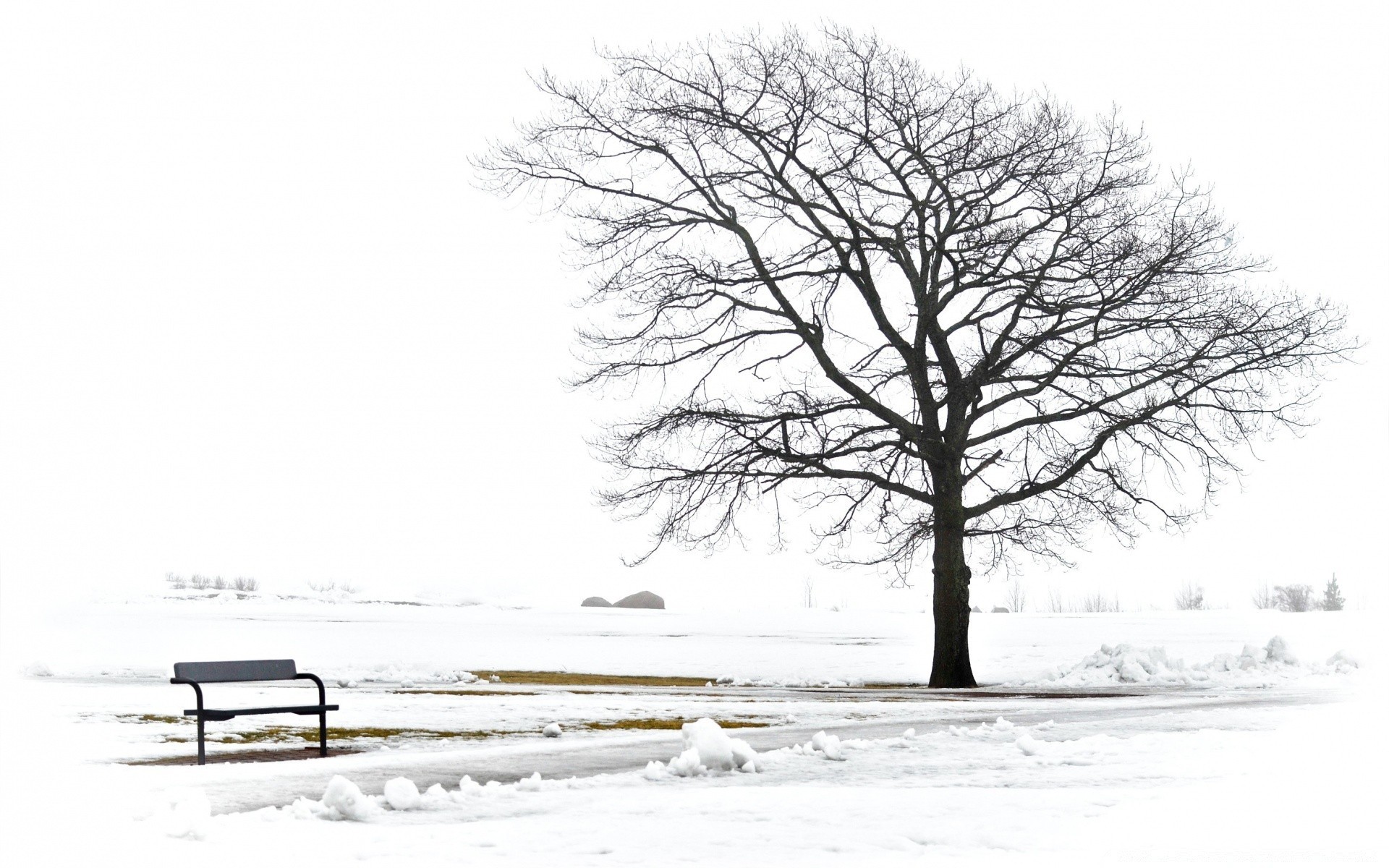 inverno neve freddo albero gelo legno congelato paesaggio natura ramo stagione tempo ghiaccio da solo solitudine nebbia neve-bianco tempesta di neve scenico