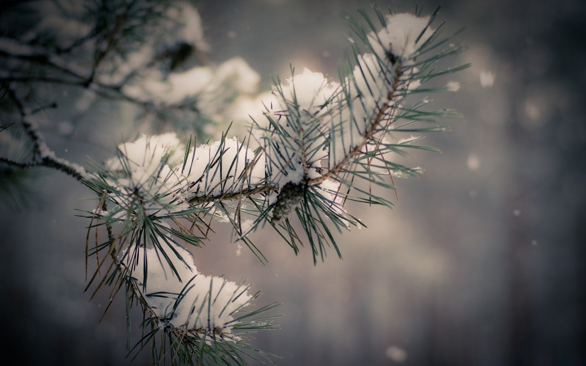 hiver arbre aiguille noël conifères nature evergreen branche pin à l extérieur bois neige