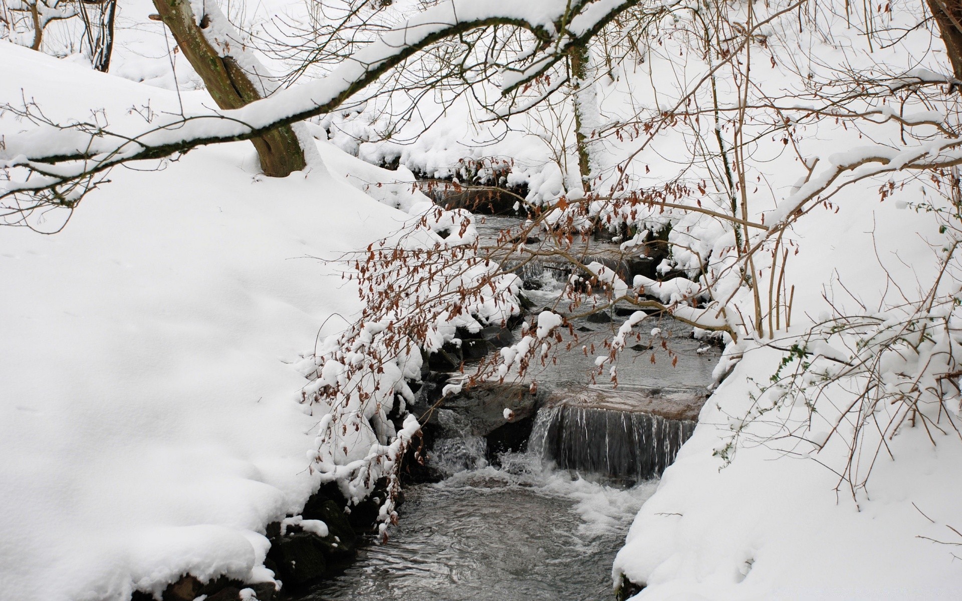 inverno neve gelo freddo congelato ghiaccio stagione albero tempo natura legno neve-bianco paesaggio ramo ghiacciato all aperto gelido