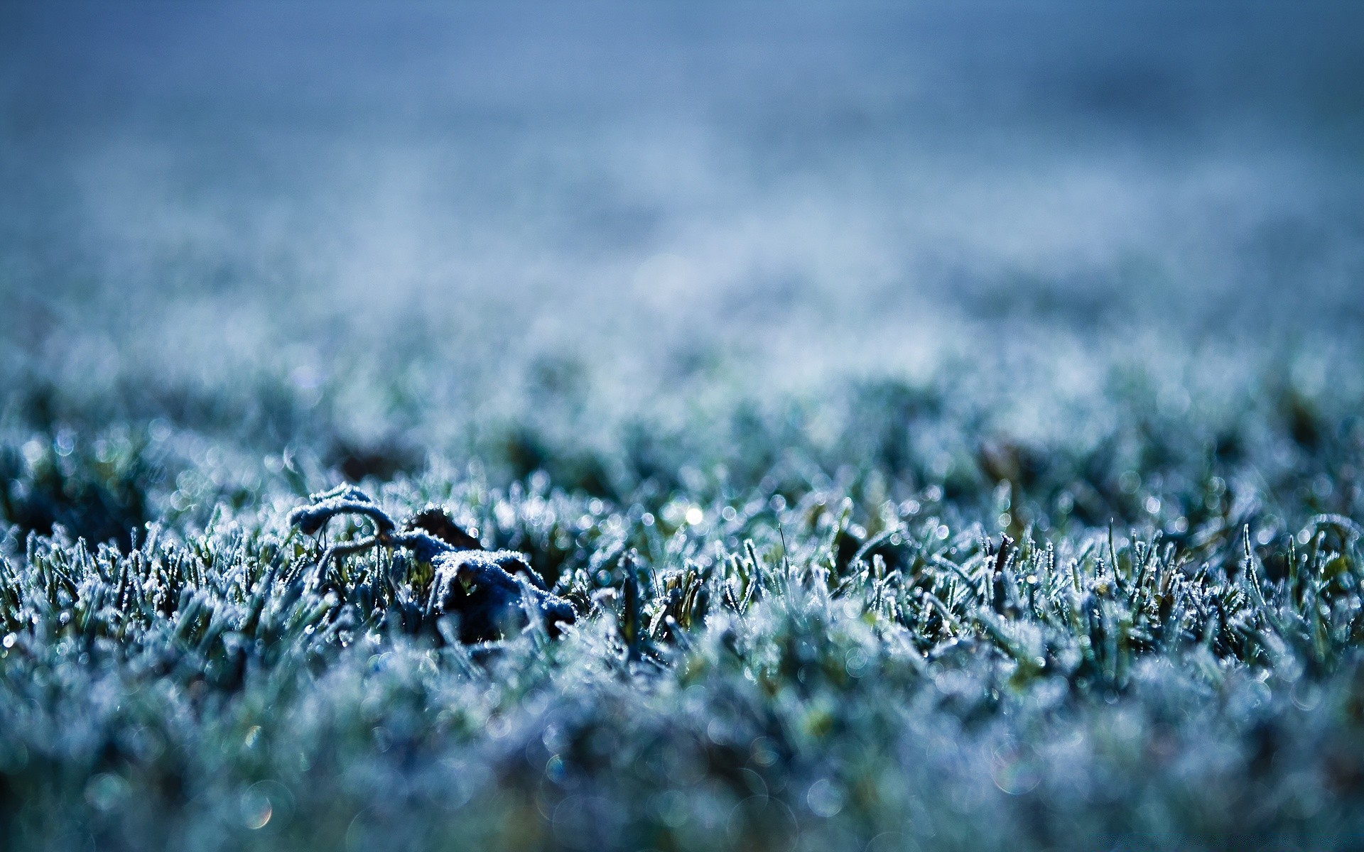 winter field nature grass growth ground flora soil outdoors season desktop flower agriculture hayfield dawn rural landscape summer leaf fair weather