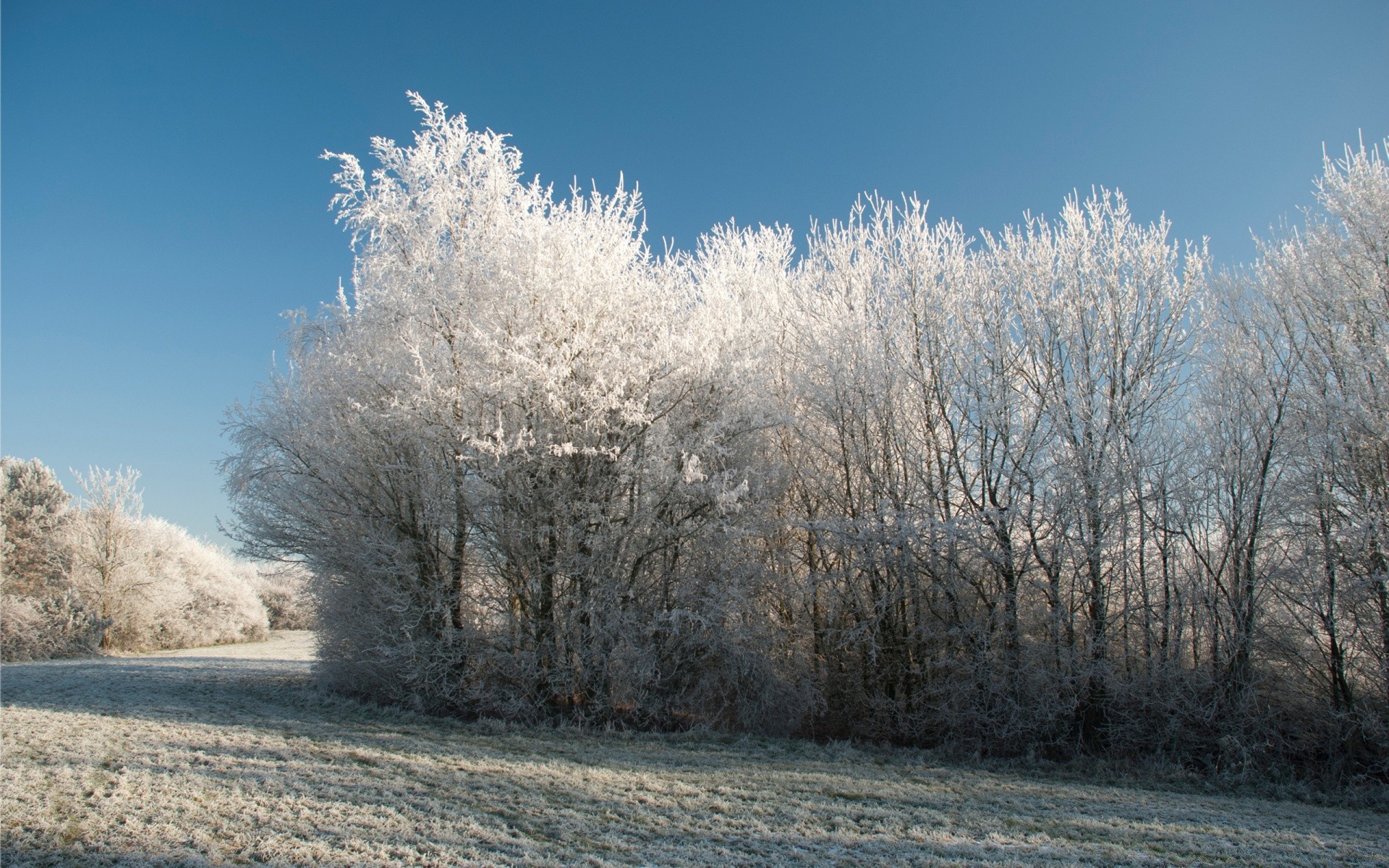 winter snow frost cold tree frozen landscape season ice weather snow-white nature frosty wood branch fair weather scene park outdoors