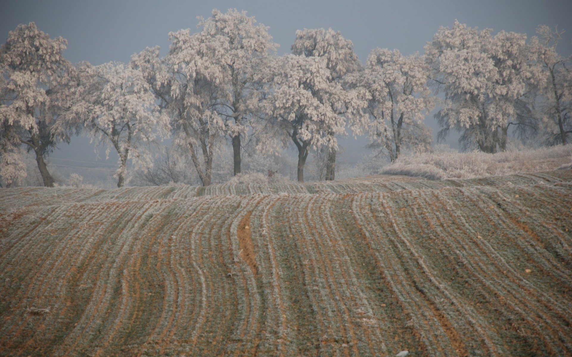 hiver paysage nature arbre à l extérieur pittoresque désert ciel sec aube