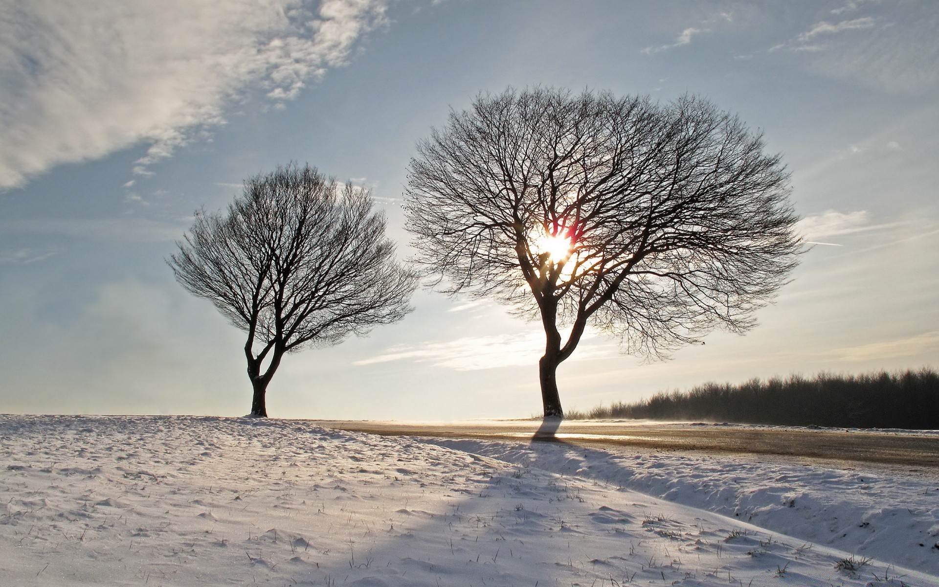 inverno albero neve paesaggio gelo freddo natura congelato tempo legno alba ramo stagione uno ghiaccio nebbia campagna