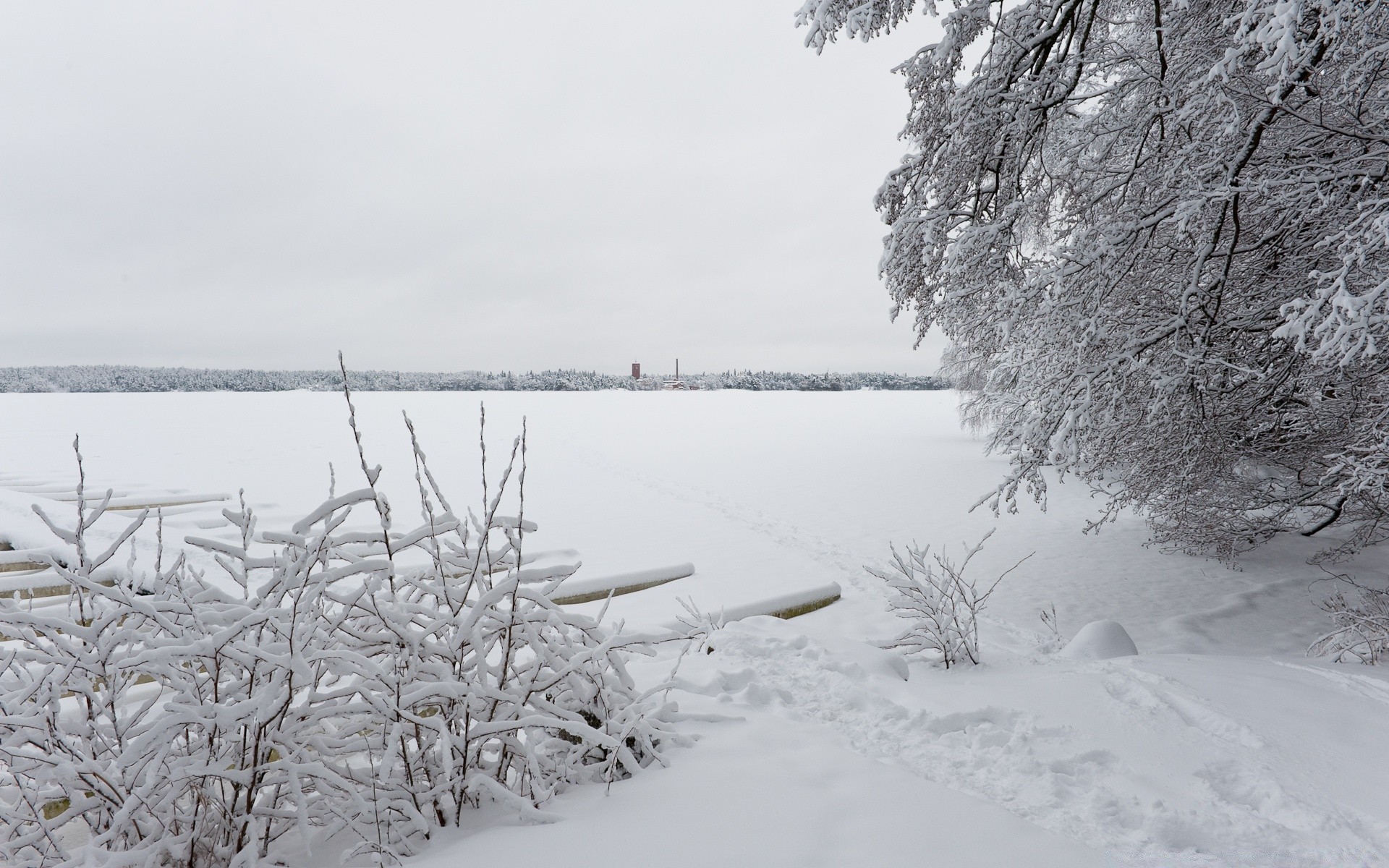 winter snow frost cold frozen ice landscape tree season weather nature snow-white scenic wood frosty icy scene lake water