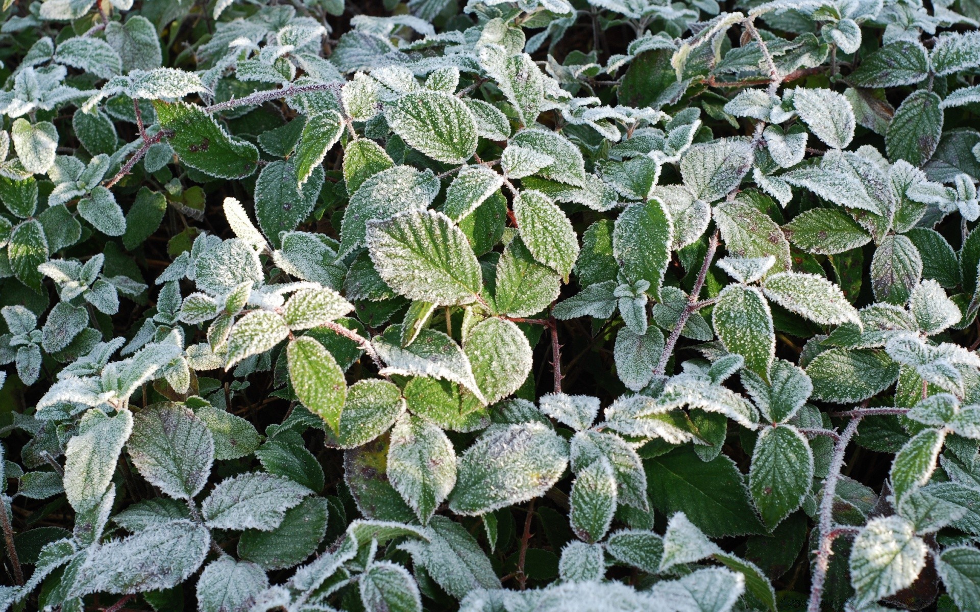 winter leaf flora nature outdoors garden desktop ivy food pattern close-up growth texture agriculture summer tree environment freshness