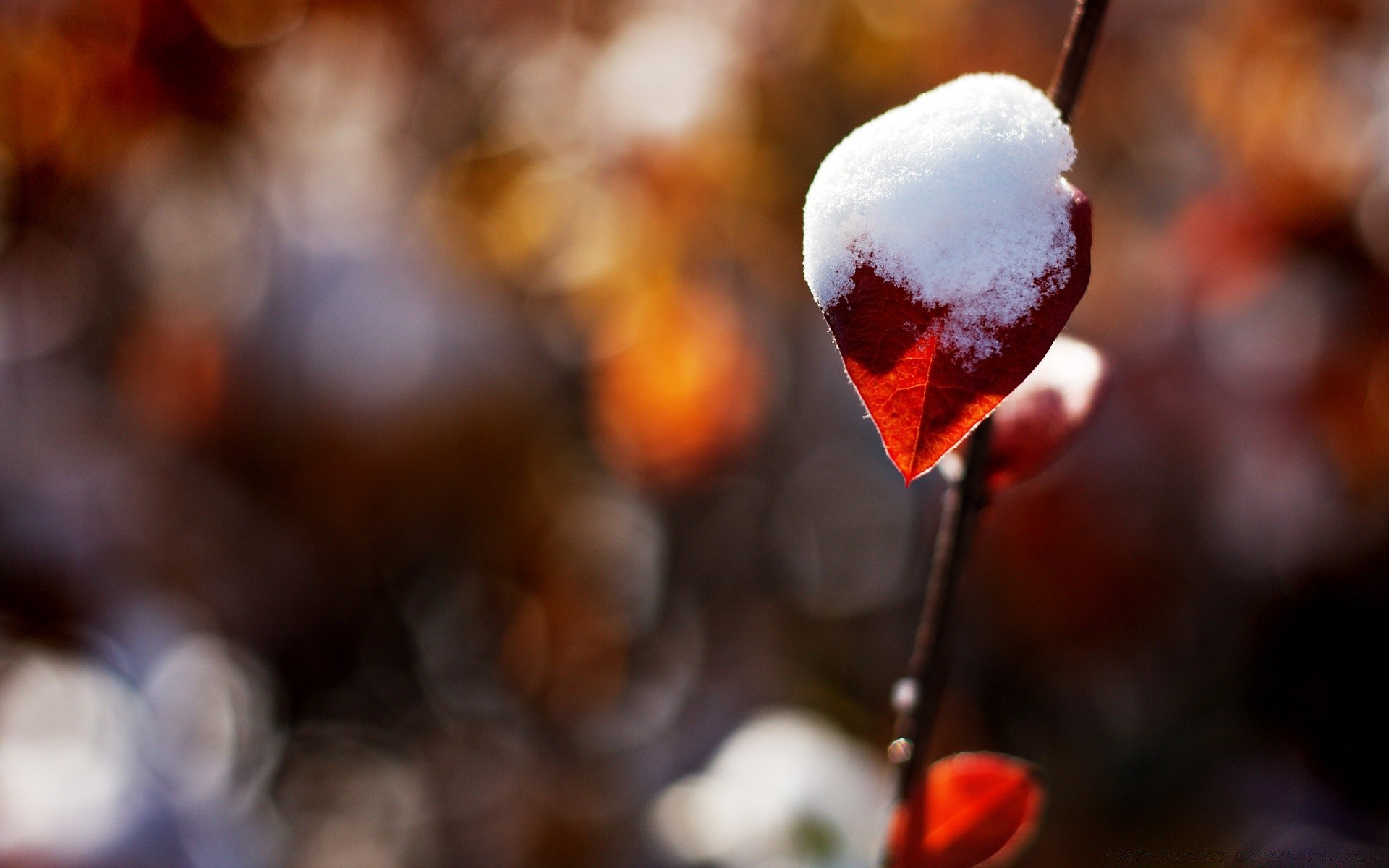 winter blur fall outdoors nature christmas snow ice light wood dof