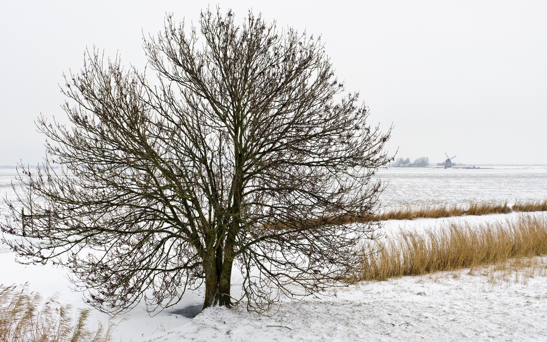 zima śnieg mróz drzewo zimny krajobraz drewno mrożone sezon natura pogoda lód oddział sceniczny scena śnieg-białe krajobrazy