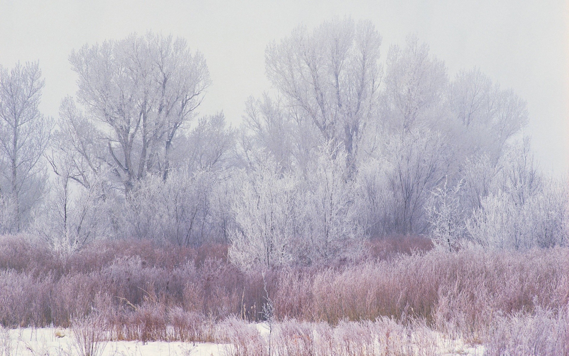 invierno nieve árbol paisaje escarcha frío tiempo naturaleza madera temporada niebla congelado escénico campo hielo amanecer