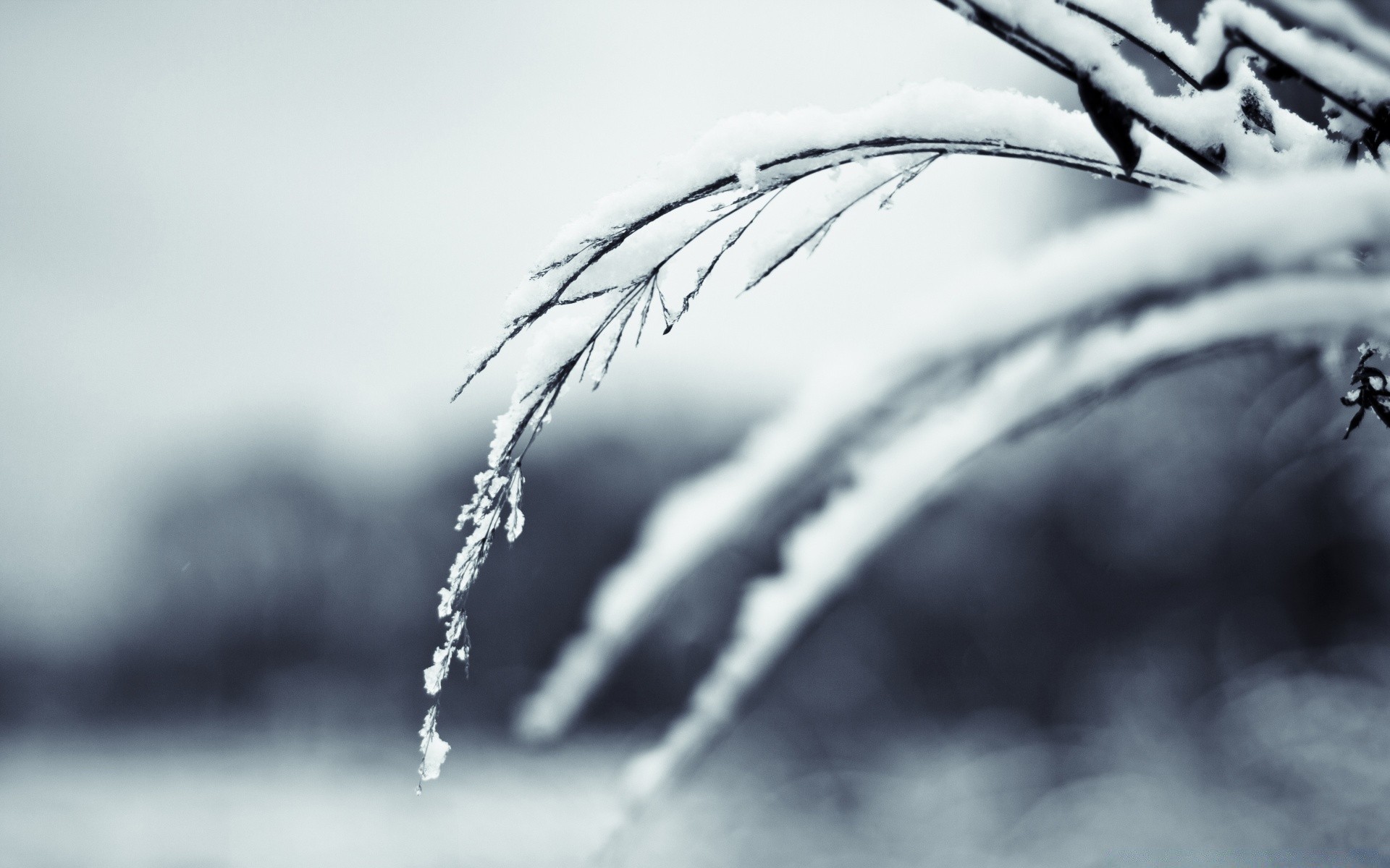 winter einfarbig schnee fallen regen kälte natur tau wasser dof frost gefroren nass eis tropfen unschärfe im freien blatt