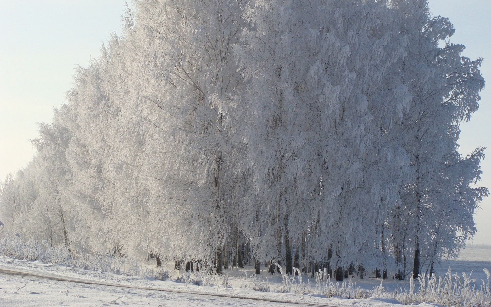 zima śnieg mróz zimne drzewo mrożone drewno lód natura pogoda mroźny krajobraz sezon śnieg-biała mgła na zewnątrz zamieć