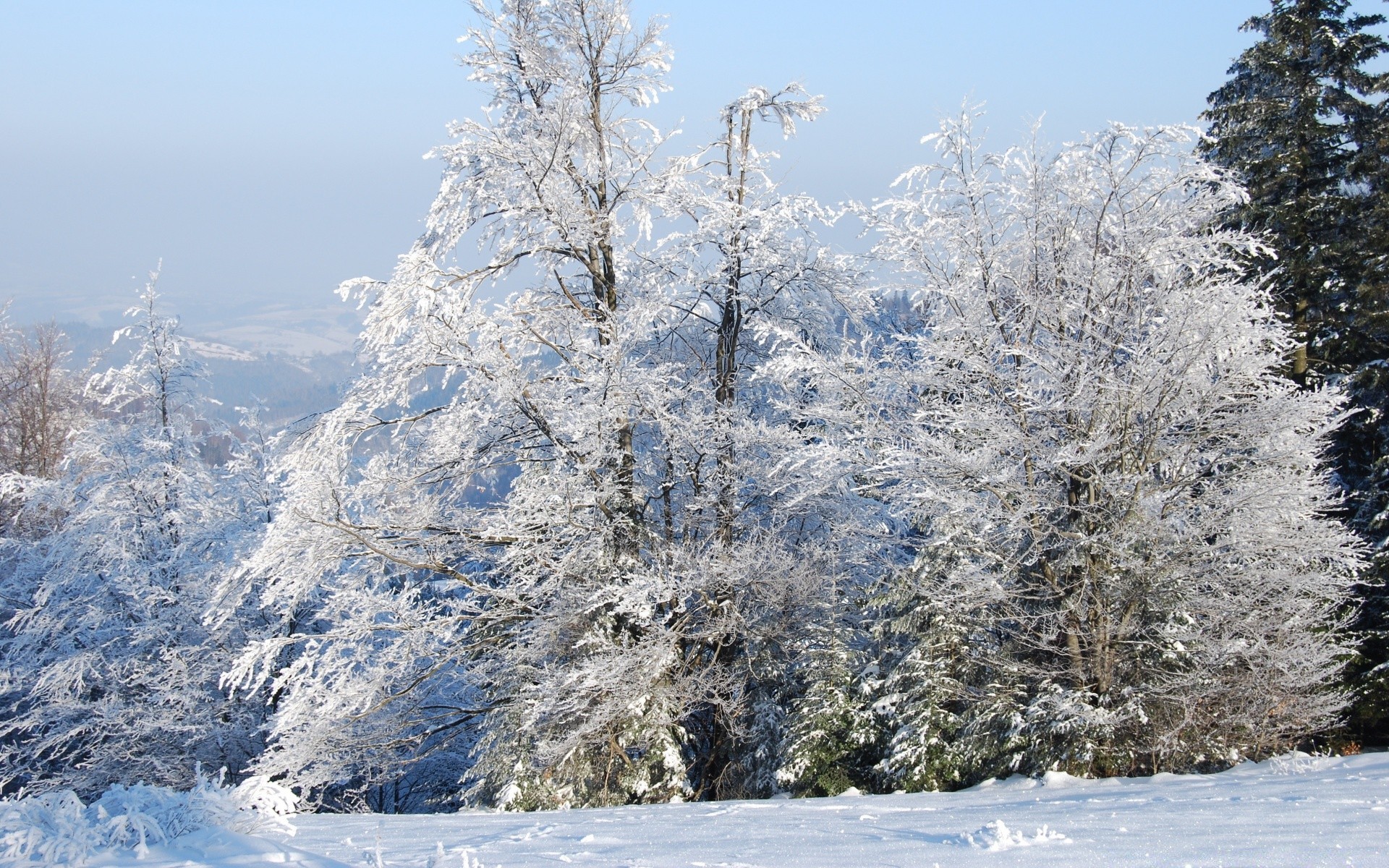 inverno neve geada frio árvore congelado gelo paisagem madeira temporada tempo neve natureza cênica montanhas neve-branco cena gelado gelado