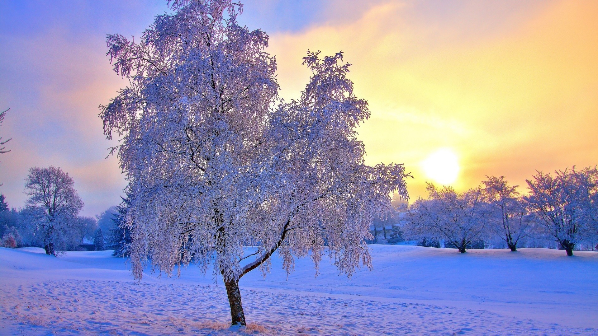 invierno árbol nieve amanecer temporada paisaje madera buen tiempo escarcha frío rama pintoresco naturaleza tiempo congelado sol parque hielo