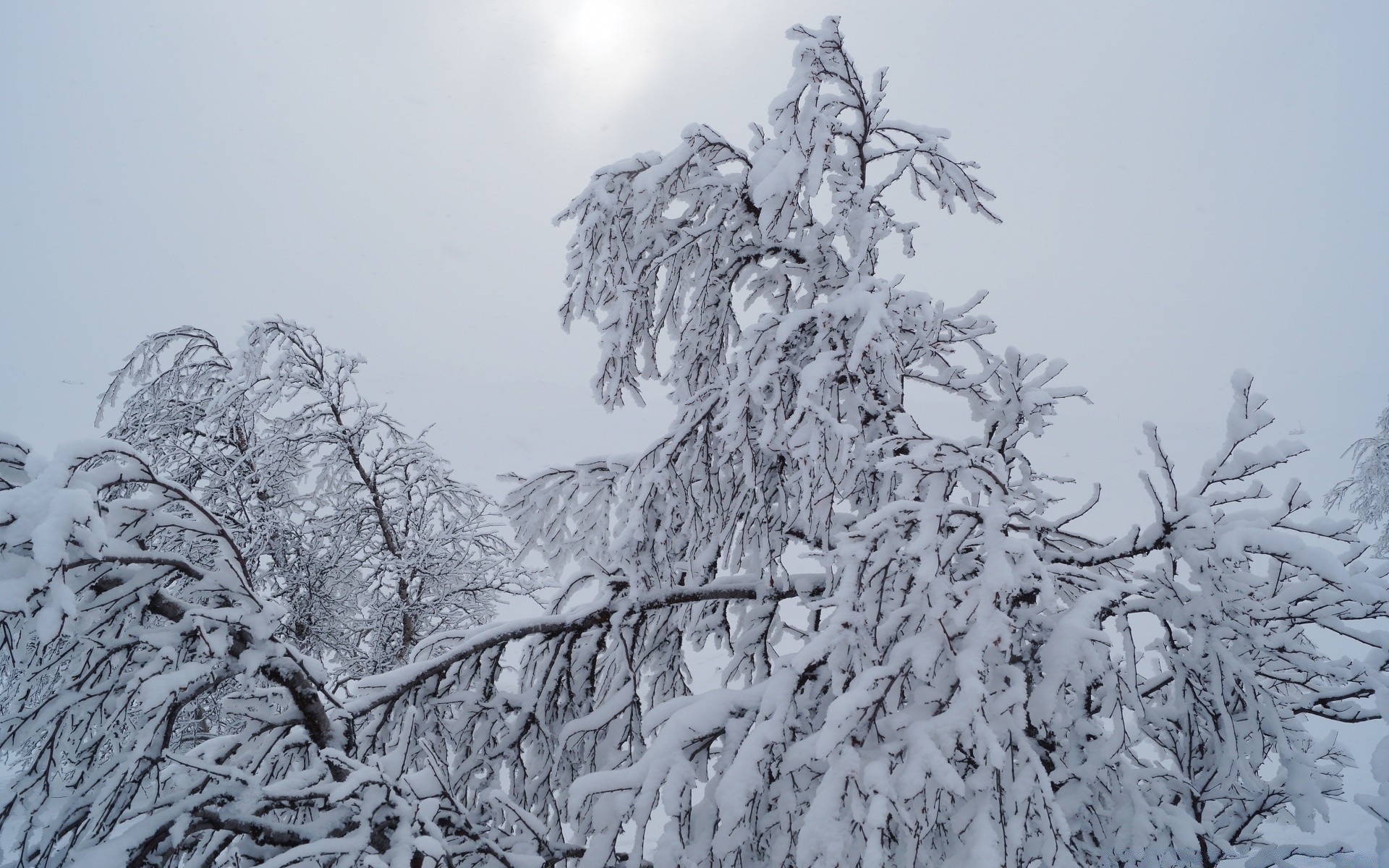 winter snow frost cold tree frozen wood season ice weather landscape snow-white snowy icy frosty scene branch snowstorm scenic