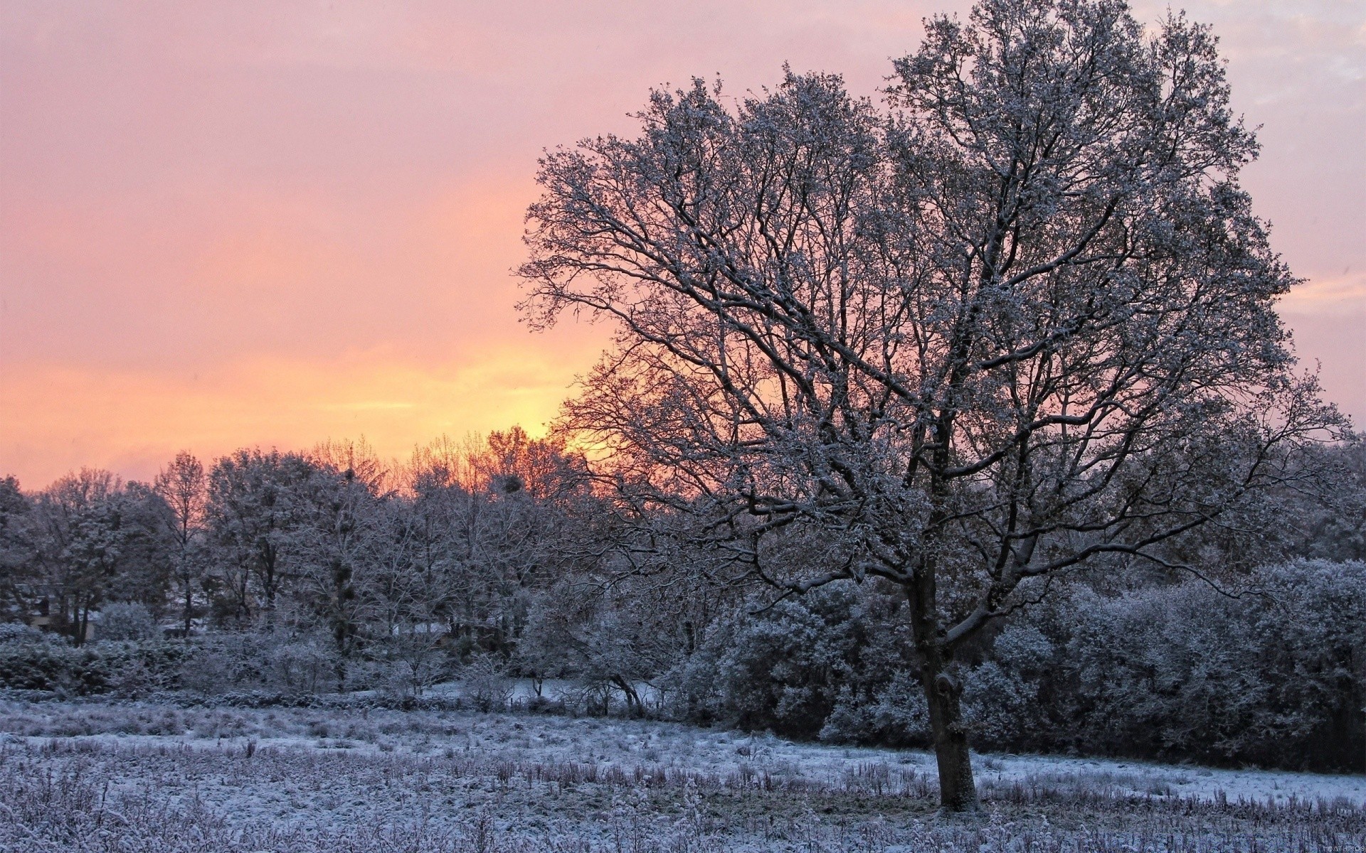 hiver arbre paysage saison neige gel froid congelé nature bois branche aube météo scénique brouillard parc glace paysage scène