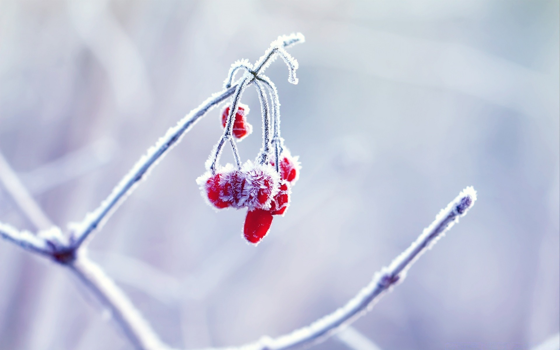 冬季 自然 霜冻 雪 户外 悬挂 浆果 树枝