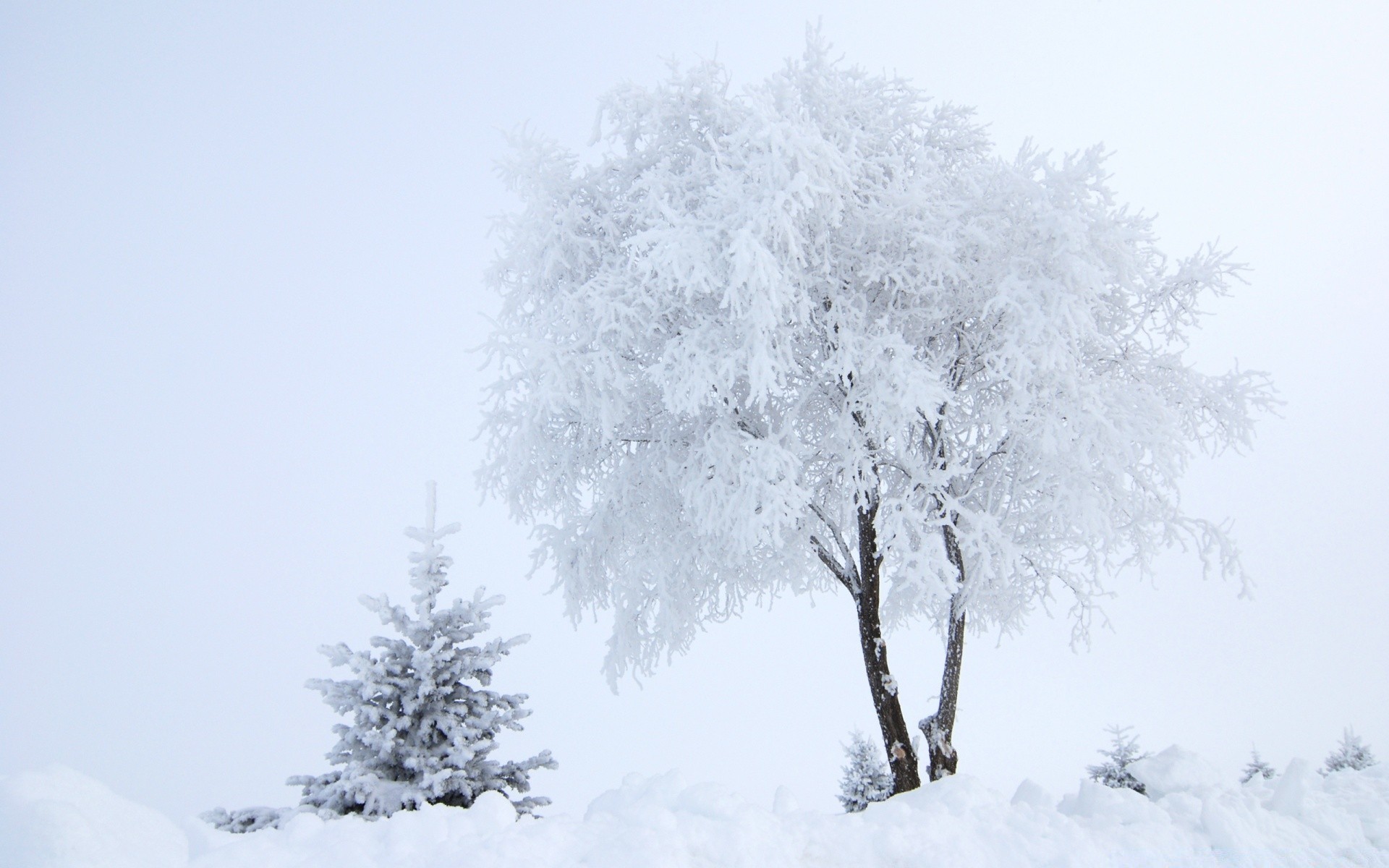 hiver neige gel froid congelé glace bois météo tempête de neige bois paysage saison givré brouillard branche nature neige-blanc neigeux