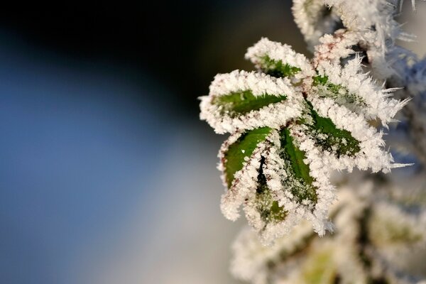 Fiore congelato sull aria del cielo