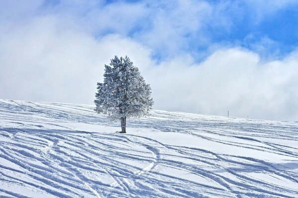 Árbol congelado en invierno frío