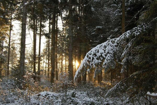 Tôt le matin dans la forêt d hiver