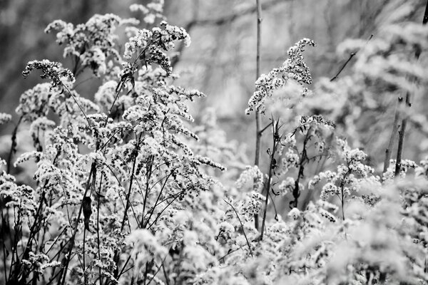 Flowers in the snow on a frosty day