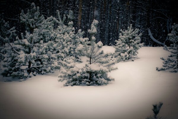 Winter snow of wooden frost