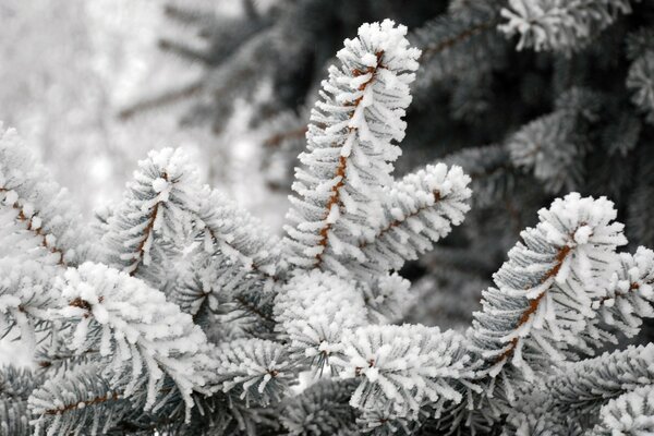 Primo piano dei rami DELL albero di abete coperto di brina