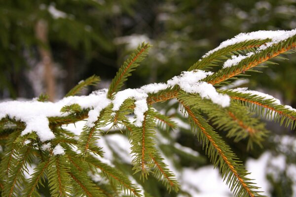 Rama de abeto cubierto de nieve y verde