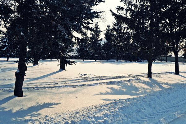 Sonniges Winterwetter. Bäume im Schnee