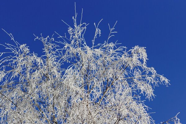 Zweige im Raureif auf einem blauen Himmelshintergrund