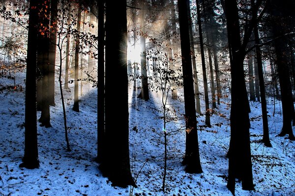 Sonnenstrahlen unter dunklen Bäumen im Winterwald