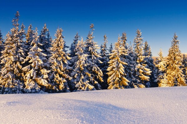 Árboles cubiertos de nieve en el bosque de invierno