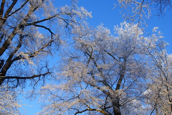 Árboles de invierno en escarcha contra el cielo