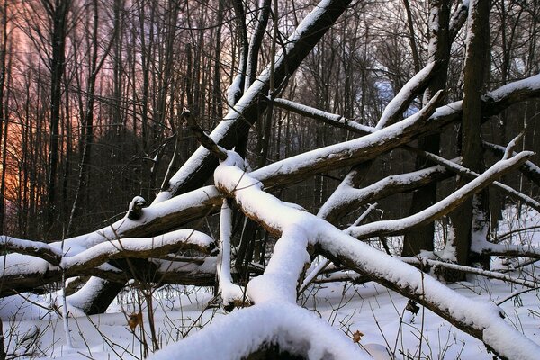 Evening forest with a bunch of broken trees