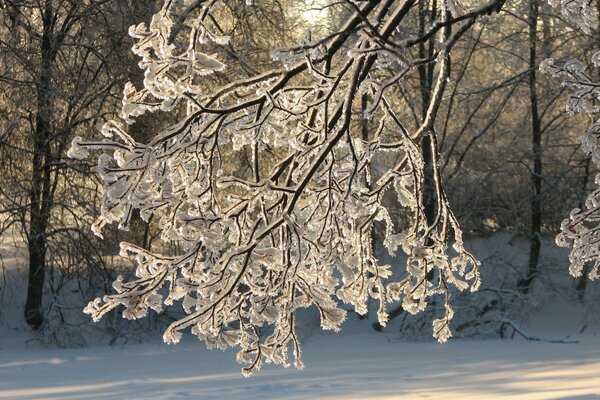 Branche couverte de givre closeup