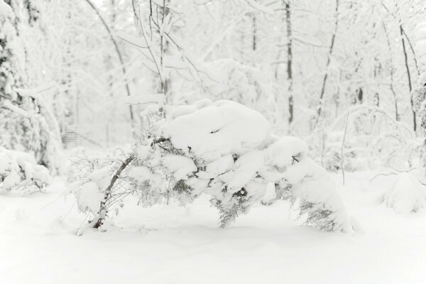 Alberi flessibili sotto il peso della neve