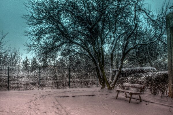 Winter landscape of cold trees