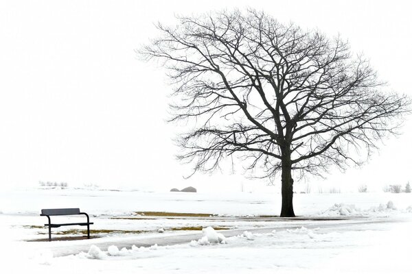 Winter landscape with a tree and a bench