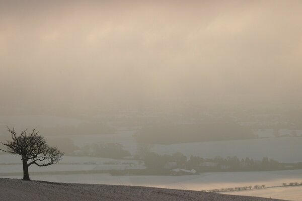 A lonely tree on the edge of a clearing in the fog